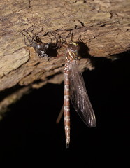 Austroaeschna unicornis