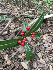 Ardisia lindleyana