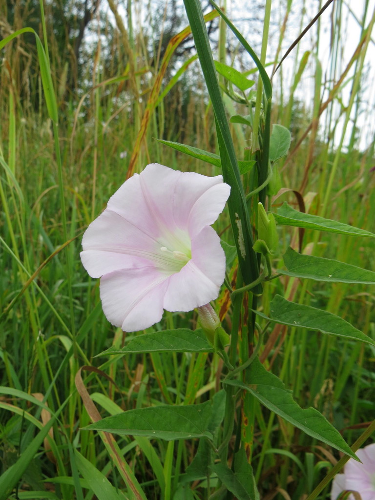 Calystegia dahurica