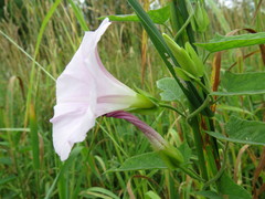 Calystegia dahurica