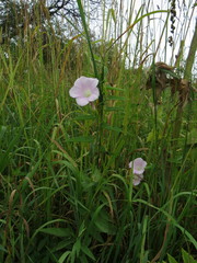 Calystegia dahurica
