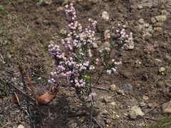 Erica grata