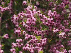 Erica grata