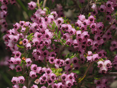 Erica grata
