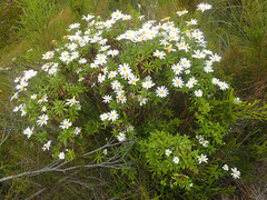 Osmitopsis osmitoides