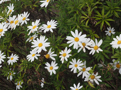 Osmitopsis osmitoides