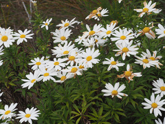 Osmitopsis osmitoides