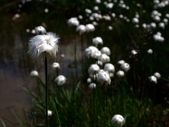 Scheuchzer's Cottongrass (Eriophorum scheuchzeri)