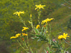Osteospermum corymbosum