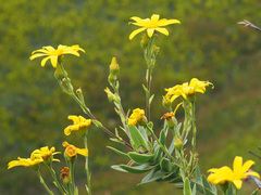 Osteospermum corymbosum