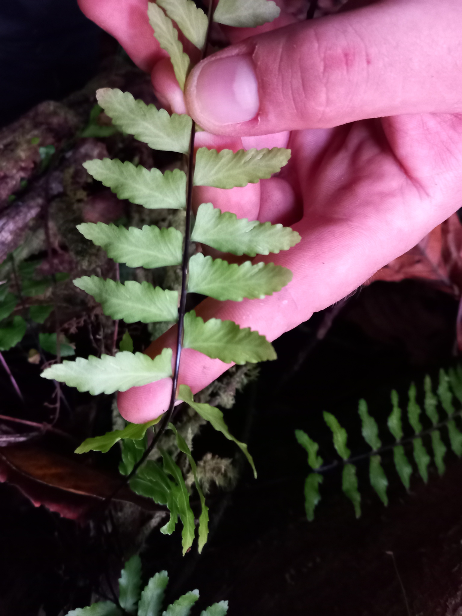 Asplenium cirrhatum