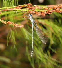 Austrolestes cingulatus