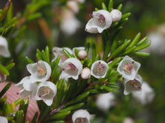 Erica tenuis