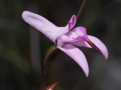 Disa inflexa