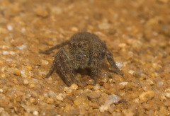 Nigorella hirsuta