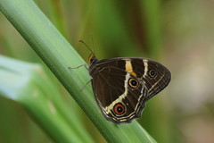 Tisiphone abeona albifascia