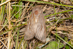 Ichneutica nullifera