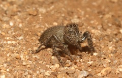 Nigorella hirsuta
