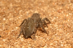 Nigorella hirsuta