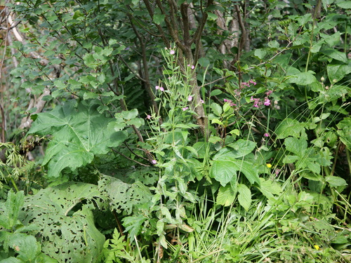 Image of Epilobium alpestre by (c) Wolfgang Jauch, some rights reserved (CC BY)