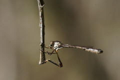 Leptogaster