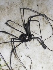 Pantopsalis phocator