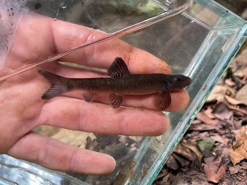 Dembea garra (Garra dembeensis) — Cyprinidae — 3