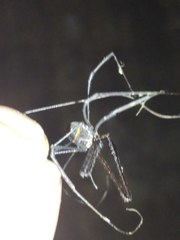 Pantopsalis phocator