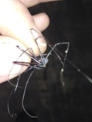 Pantopsalis phocator