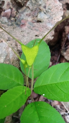 Dorstenia cuspidata var. humblotiana image