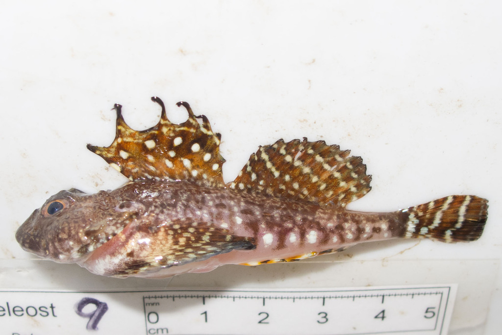 Arctic hookear sculpin (Artediellus uncinatus) — Cottidae