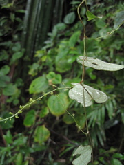 Dioscorea seriflora