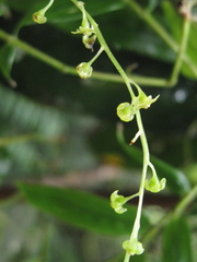 Dioscorea seriflora