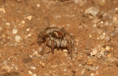 Stenaelurillus guttiger