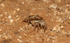 Stenaelurillus guttiger