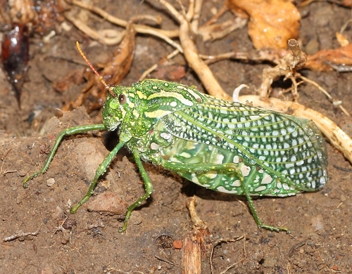 Silverspotted Bladderhopper