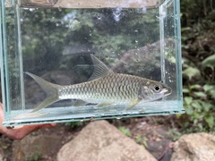 Pangani Barb photo 3