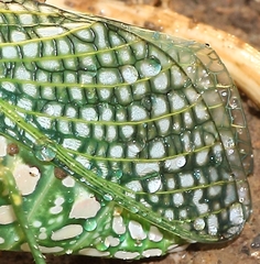 Physemacris variolosa