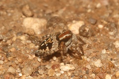 Stenaelurillus guttiger