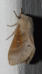 Bombycopsis tephrobaphes