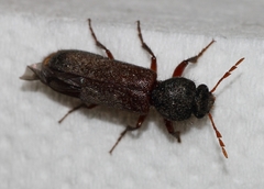 Heteropsoa australis