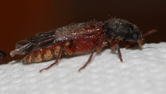 Heteropsoa australis