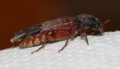 Heteropsoa australis