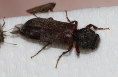 Heteropsoa australis