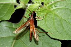 Rhinophthalmus