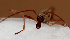 Rhinophthalmus