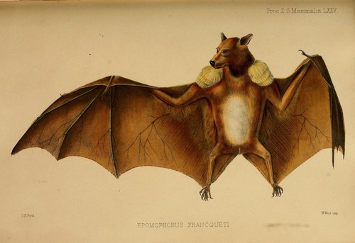 Franquet's Epauletted Bat