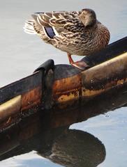 Anas platyrhynchos