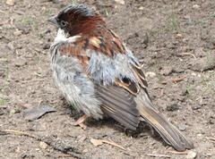 Passer domesticus
