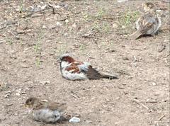 Passer domesticus
